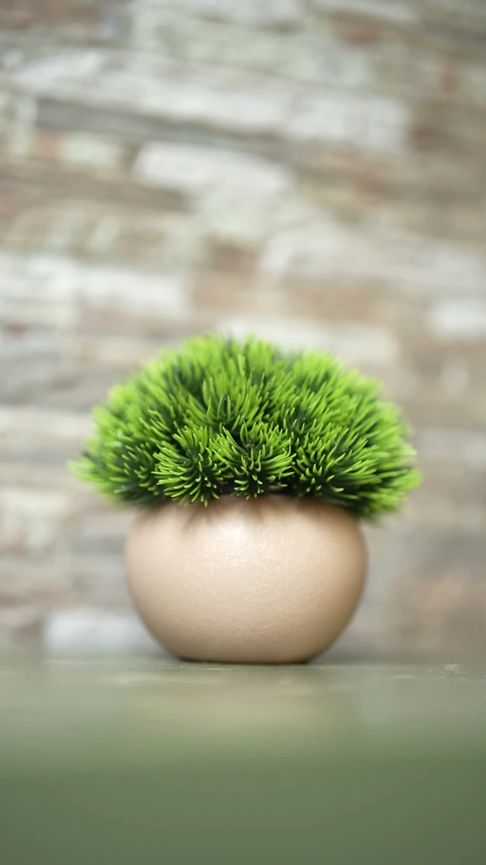 A small green plant against a stone wall at The Sphere